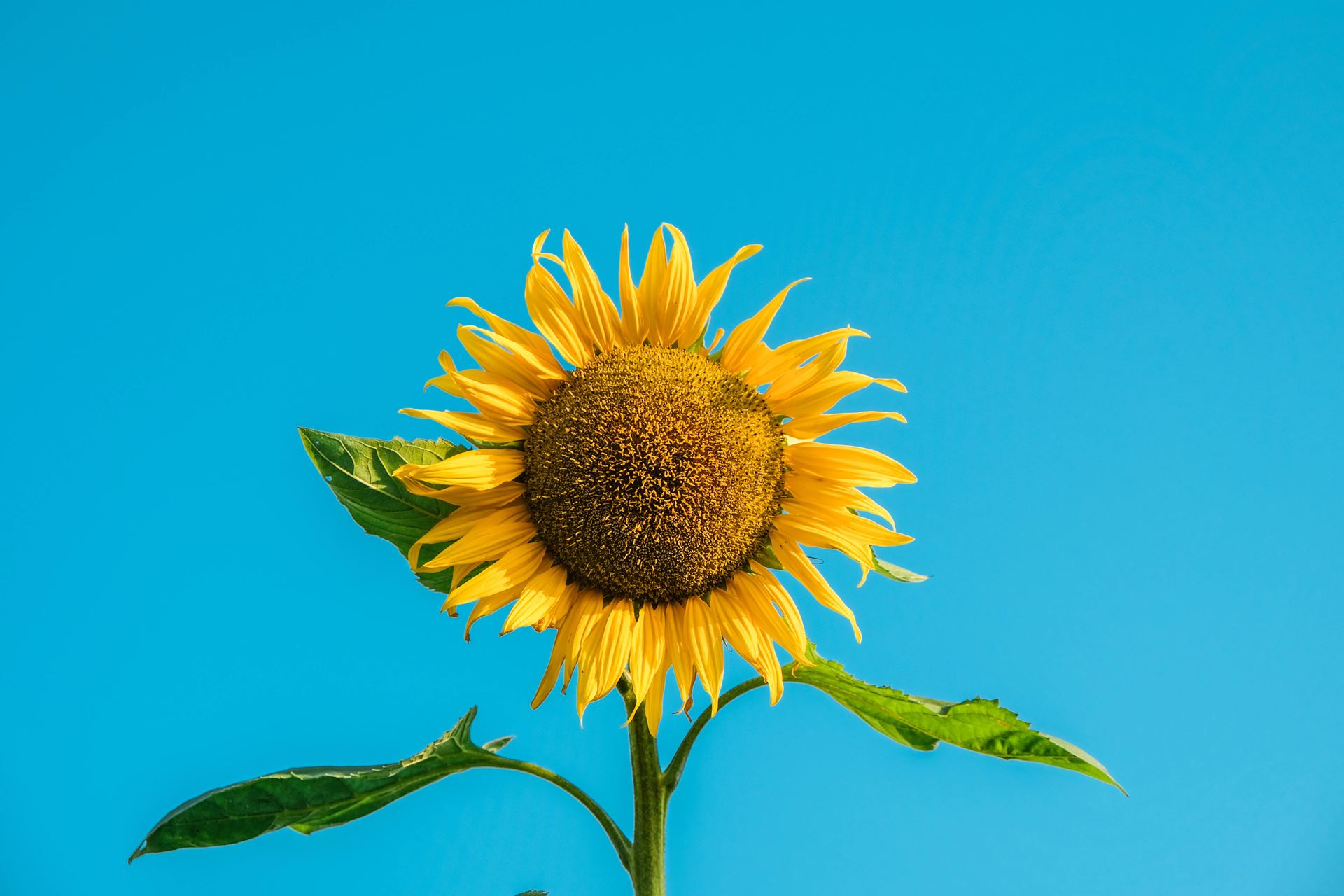 Sunflowers